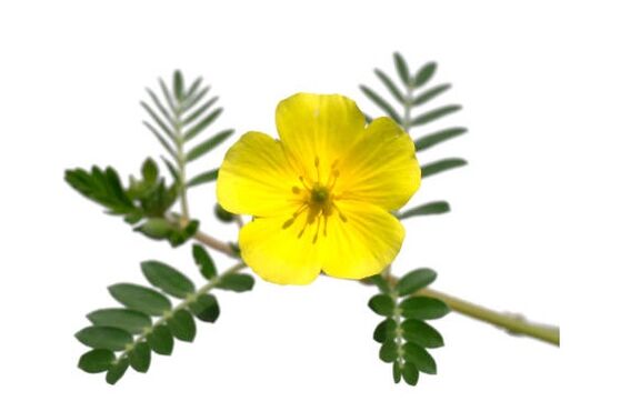 Gluconol enthält Tribulus terrestris